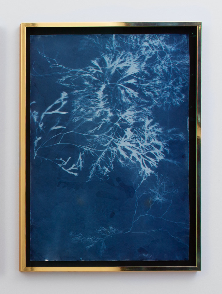 2021 
Paper, cyanotype 
78 x 108 x 4 cm / frame 
Unique piece